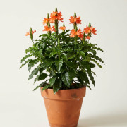Кроссандра (Crossandra) 