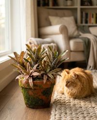 pet-safe