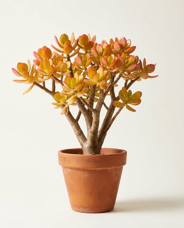 Крассула Сансет crassula sunset