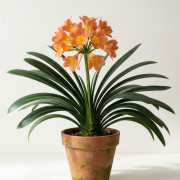 Кливия  Clivia miniata 