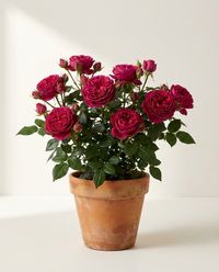 каталог