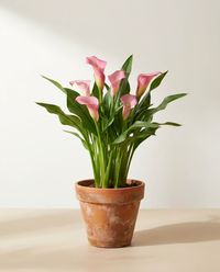 каталог