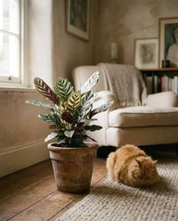 pet-safe