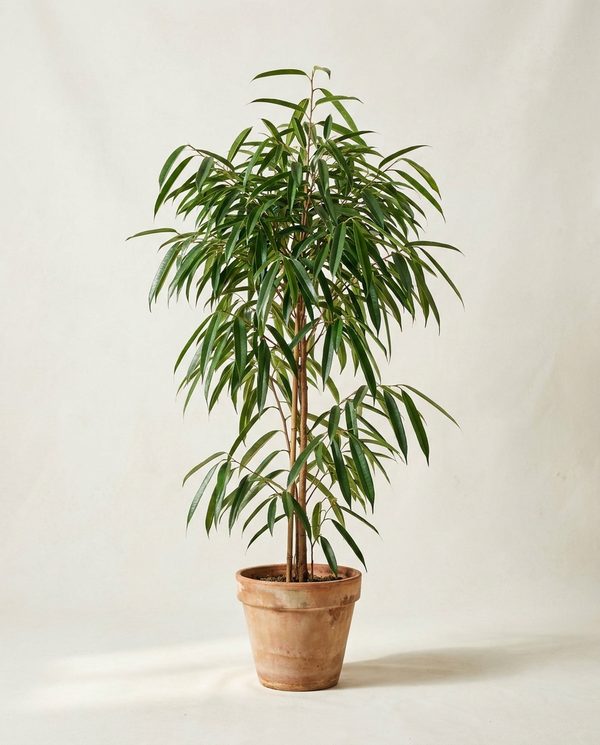 Фикус амстел кинг Ficus Amstel King