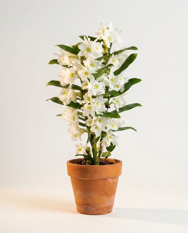 Орхидея Дендробиум Orchidea Dendrobium комнатный цветок 