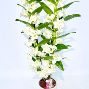 Орхидея Дендробиум Orchidea Dendrobium комнатный цветок 