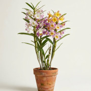 Орхидея Дендробиум Orchidea Dendrobium комнатный цветок 