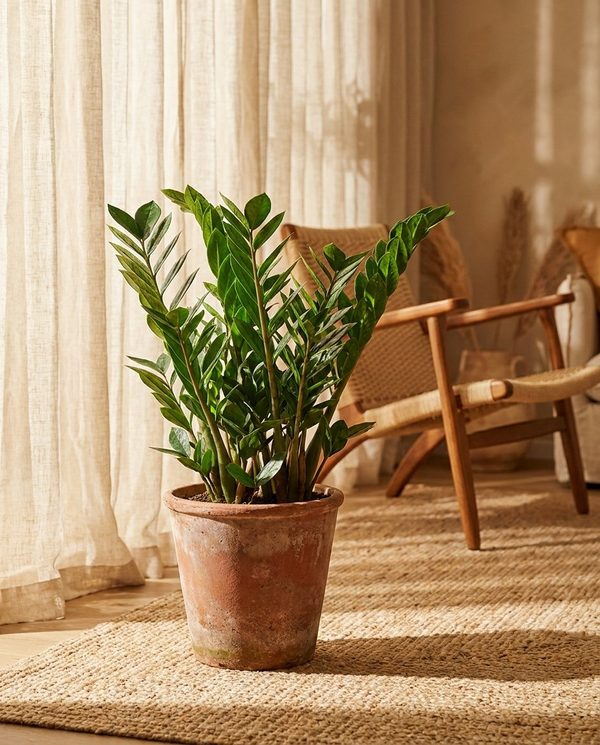 Замиокулькас долларовое дерево, Zamioculcas zamiifolia