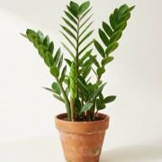 Замиокулькас долларовое дерево, Zamioculcas zamiifolia
