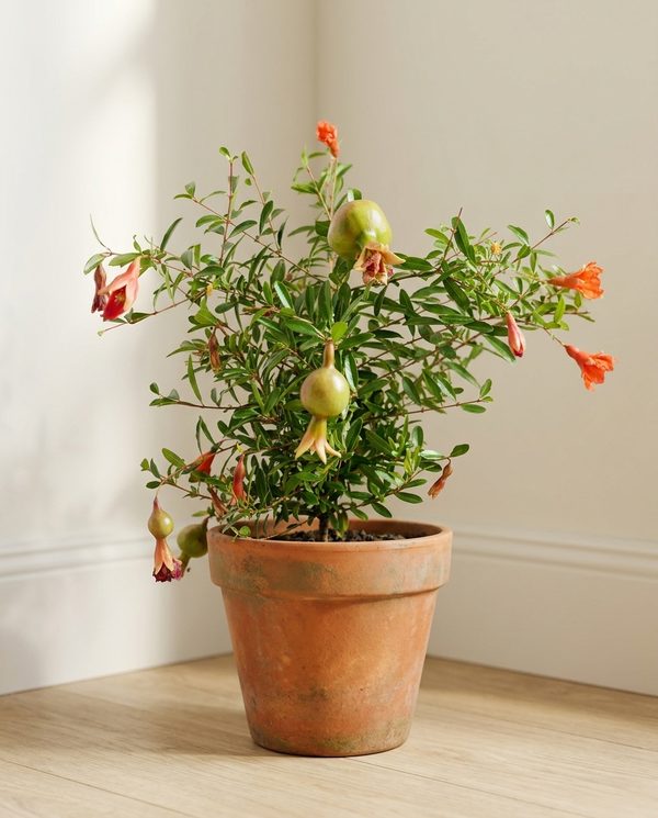 Гранат комнатный Punica granatum 