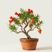 Гранат комнатный Punica granatum 