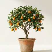 Цитрофортунелла Кумкват   (Fortunella japonica / Citrus japonica)