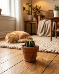 pet-safe