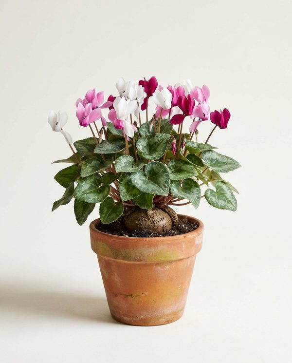 Цикламен Альпи́йская фиа́лка Cyclamen 