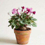 Цикламен Альпи́йская фиа́лка Cyclamen 
