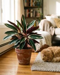 pet-safe