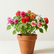 Бальзамин (Импатиенс) Impatiens 