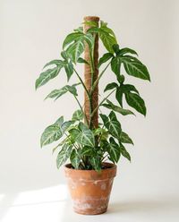 каталог
