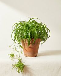 каталог