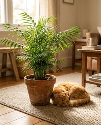 pet-safe