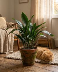 pet-safe