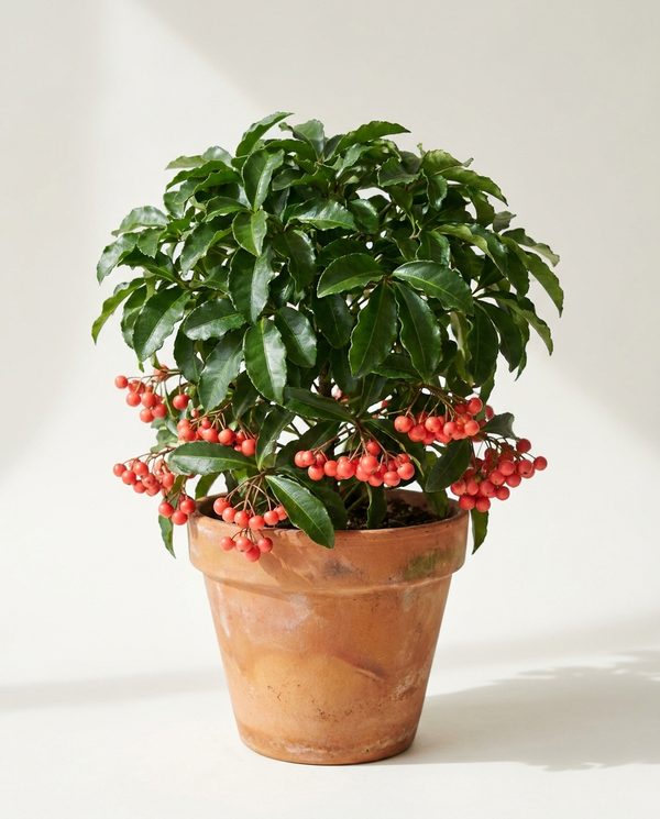 Ардизия Ardisia crenata 