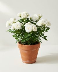 каталог