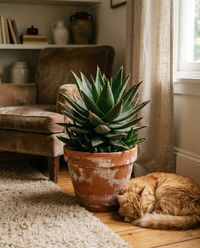 pet-safe