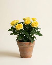 каталог