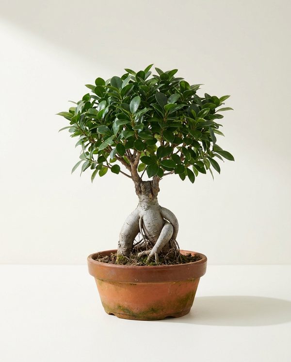 Бонсай  - Bonsai Ficus 60-70см 