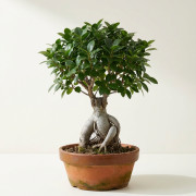 Бонсай  - Bonsai Ficus 60-70см 