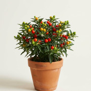 Солянум Solanum Pseudocapsic 
