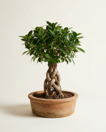 Фикус Микрокарпа Бонсай - Bonsai