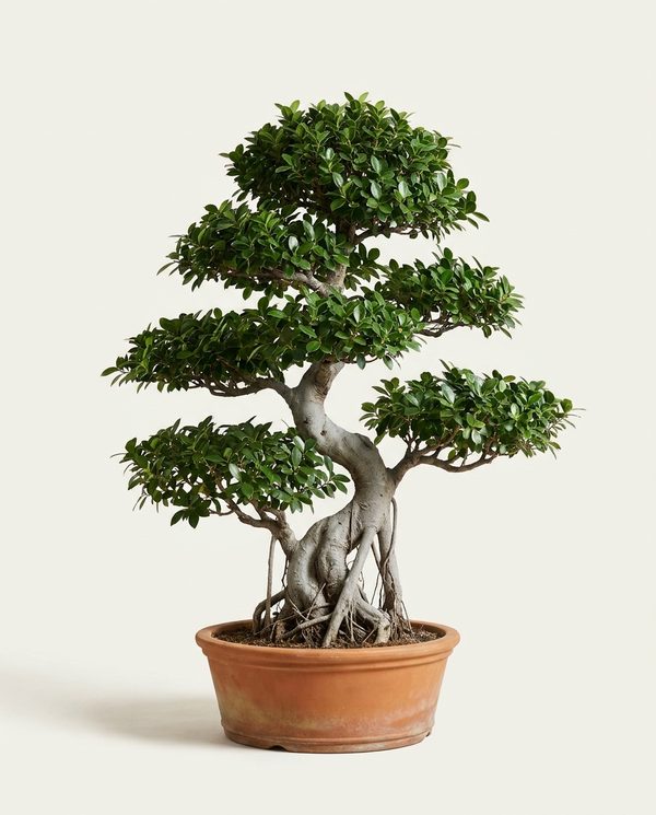 Фикус Микрокарпа Бонсай - Bonsai Ficus 120 см 