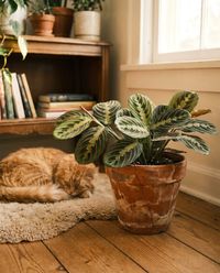 pet-safe