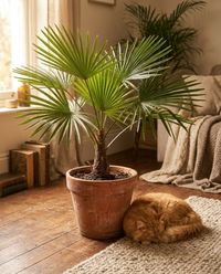 pet-safe