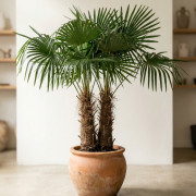 Трахикарпус Trachycarpus