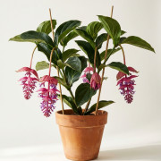 Мединилла Магнифика, Medinilla Мagnifica