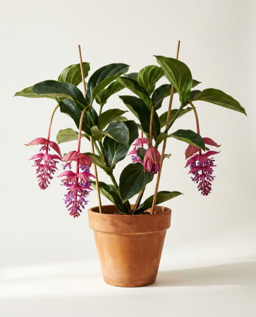 Мединилла Магнифика, Medinilla Мagnifica