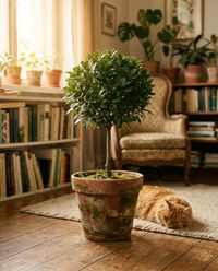 pet-safe